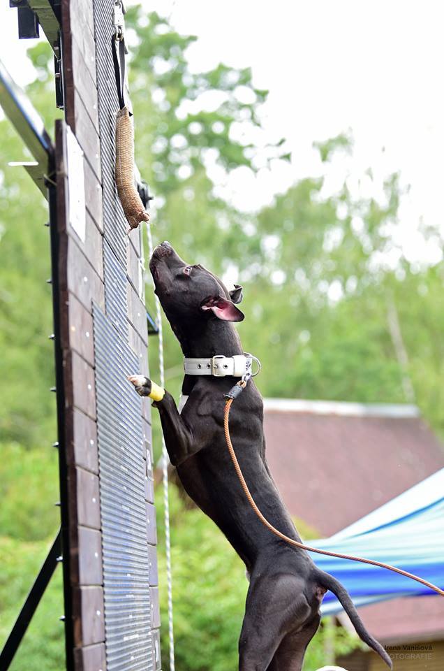 wall climbing